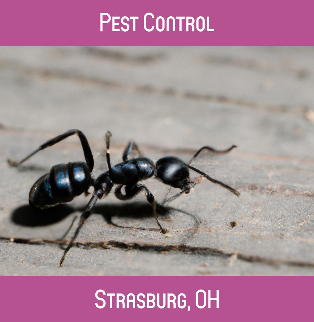 pest control in Strasburg Ohio
