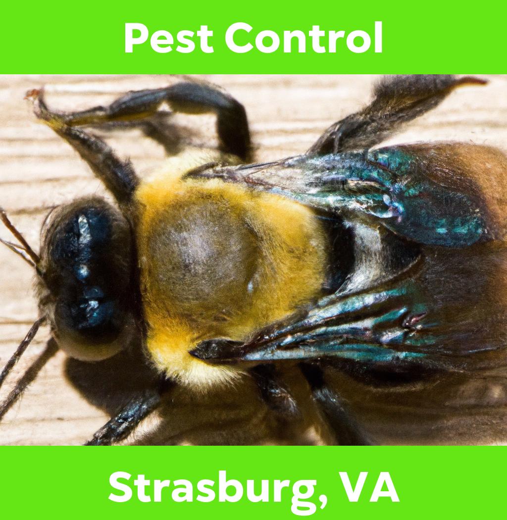 pest control in Strasburg Virginia