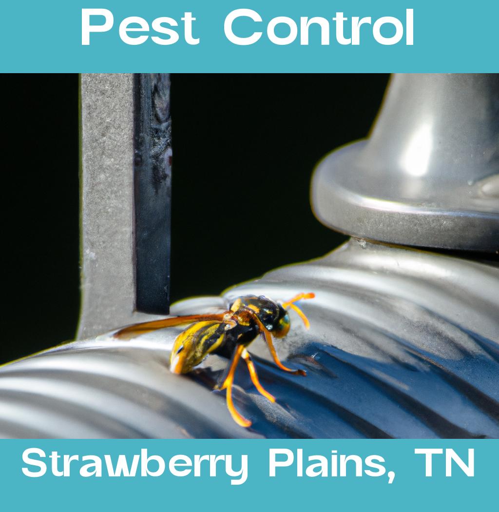 pest control in Strawberry Plains Tennessee