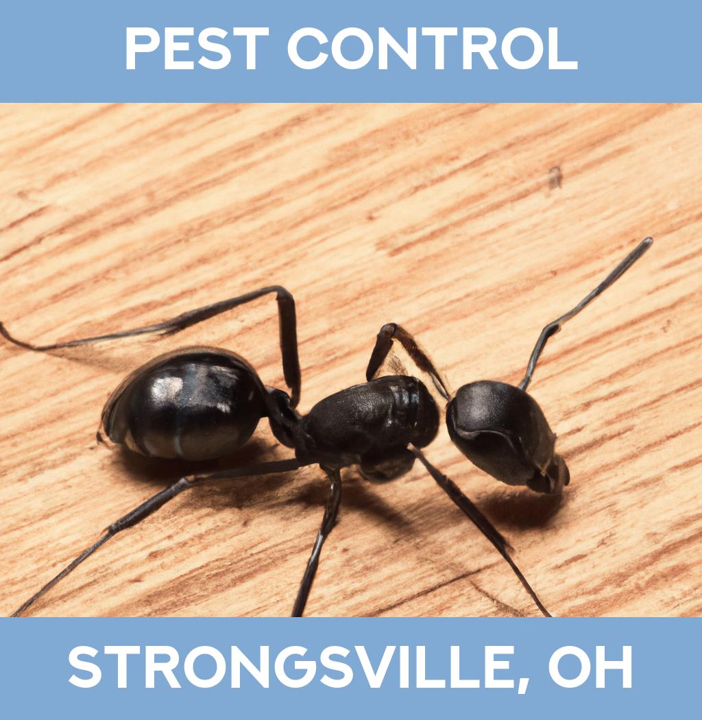 pest control in Strongsville Ohio