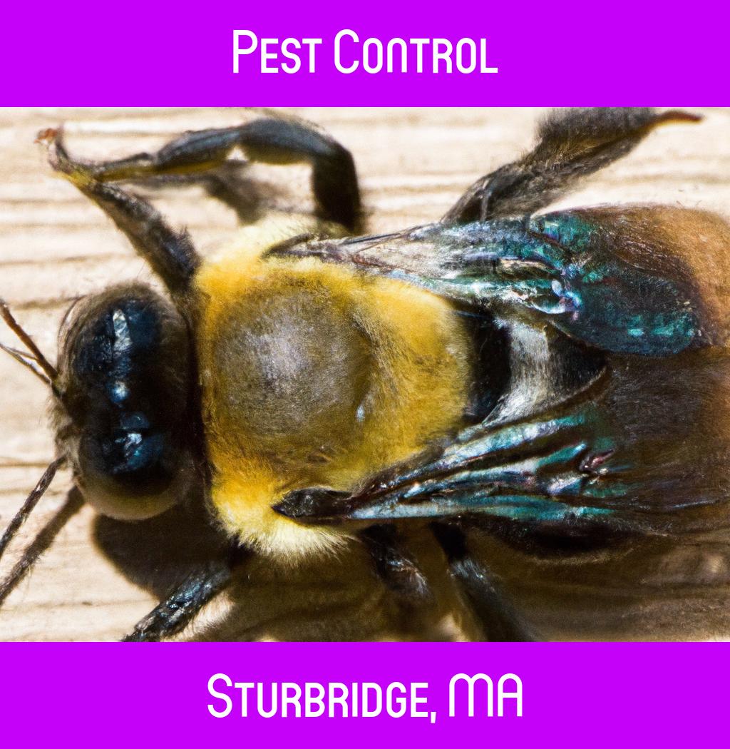 pest control in Sturbridge Massachusetts