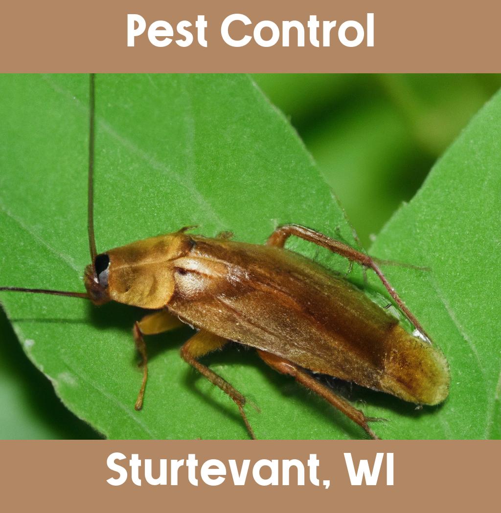 pest control in Sturtevant Wisconsin