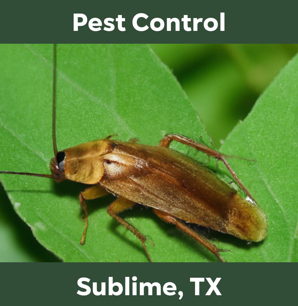 pest control in Sublime Texas