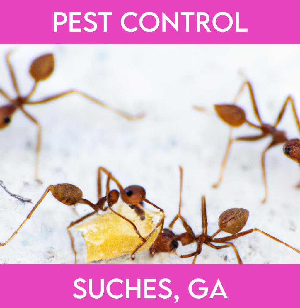 pest control in Suches Georgia