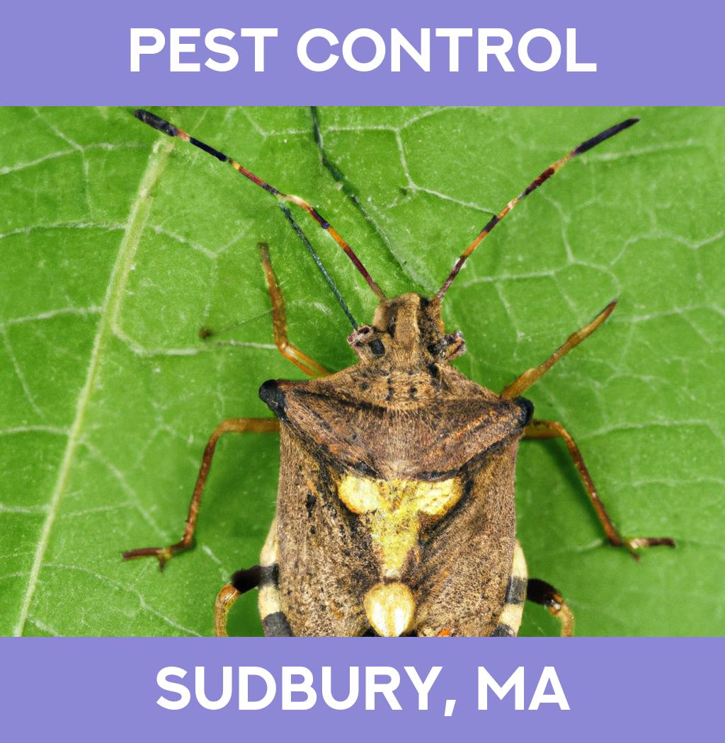 pest control in Sudbury Massachusetts