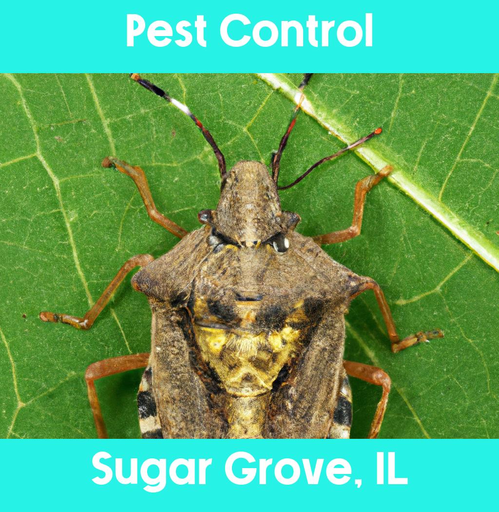 pest control in Sugar Grove Illinois