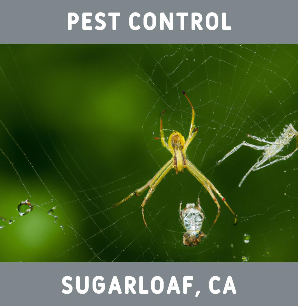 pest control in Sugarloaf California