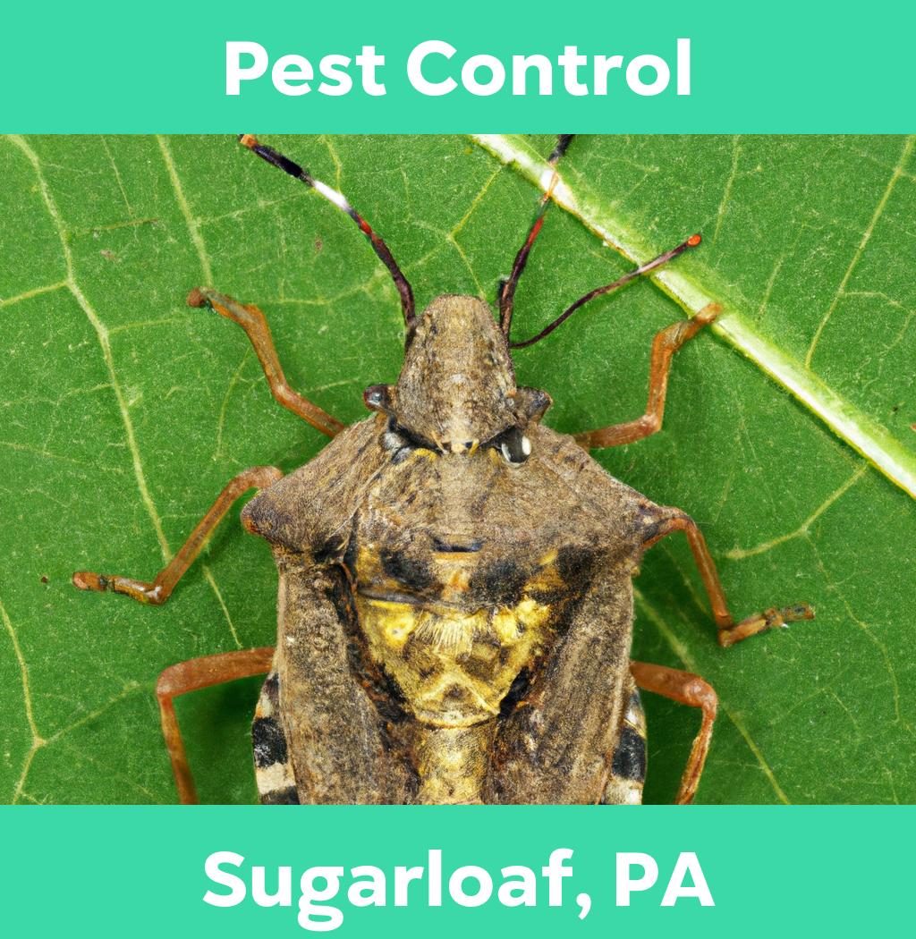 pest control in Sugarloaf Pennsylvania