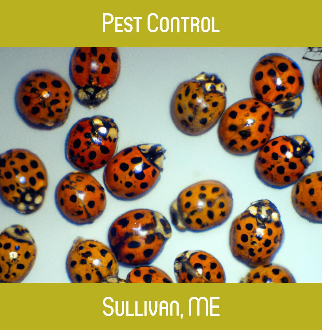 pest control in Sullivan Maine