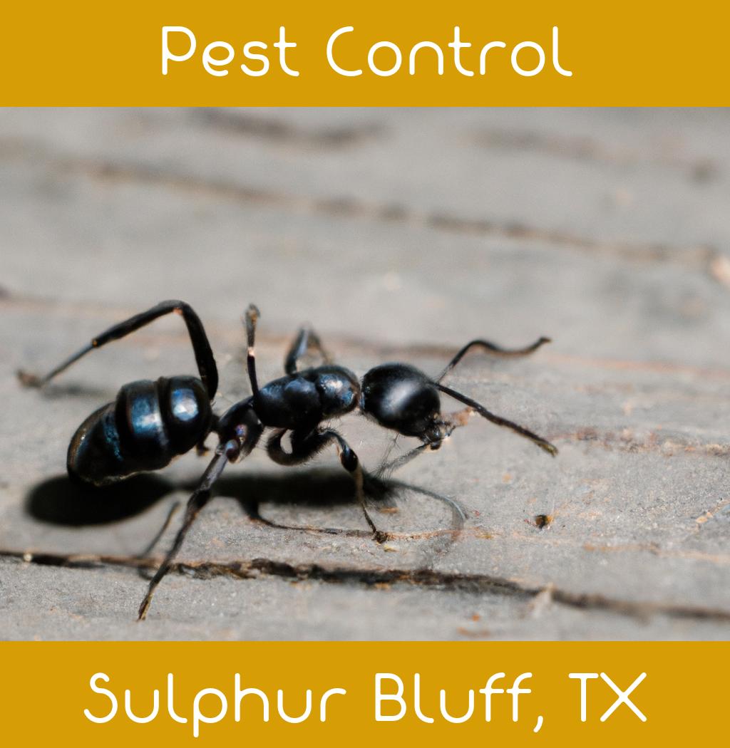 pest control in Sulphur Bluff Texas
