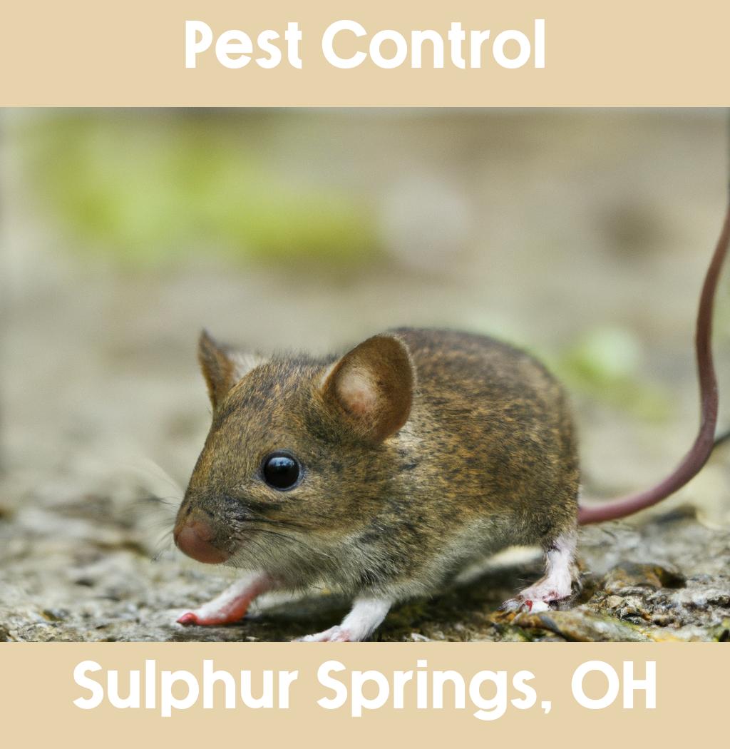 pest control in Sulphur Springs Ohio