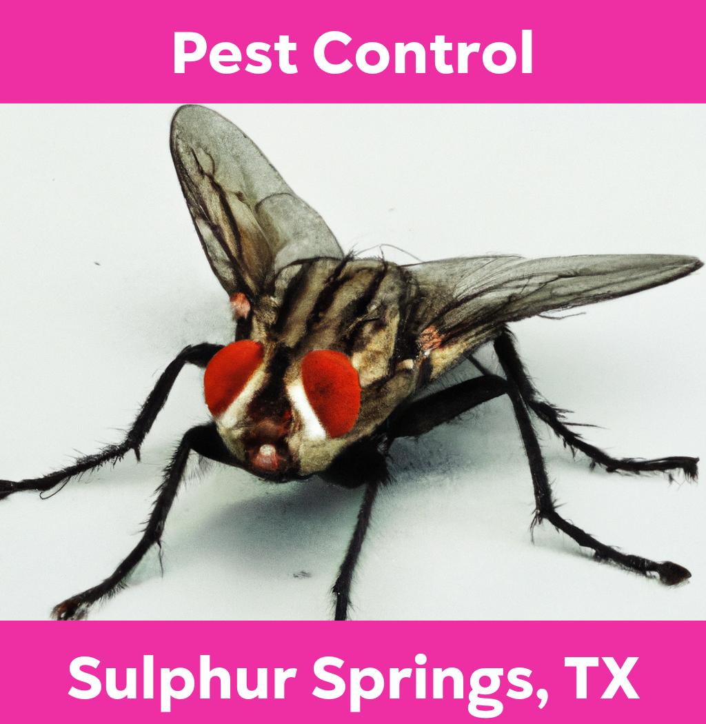 pest control in Sulphur Springs Texas