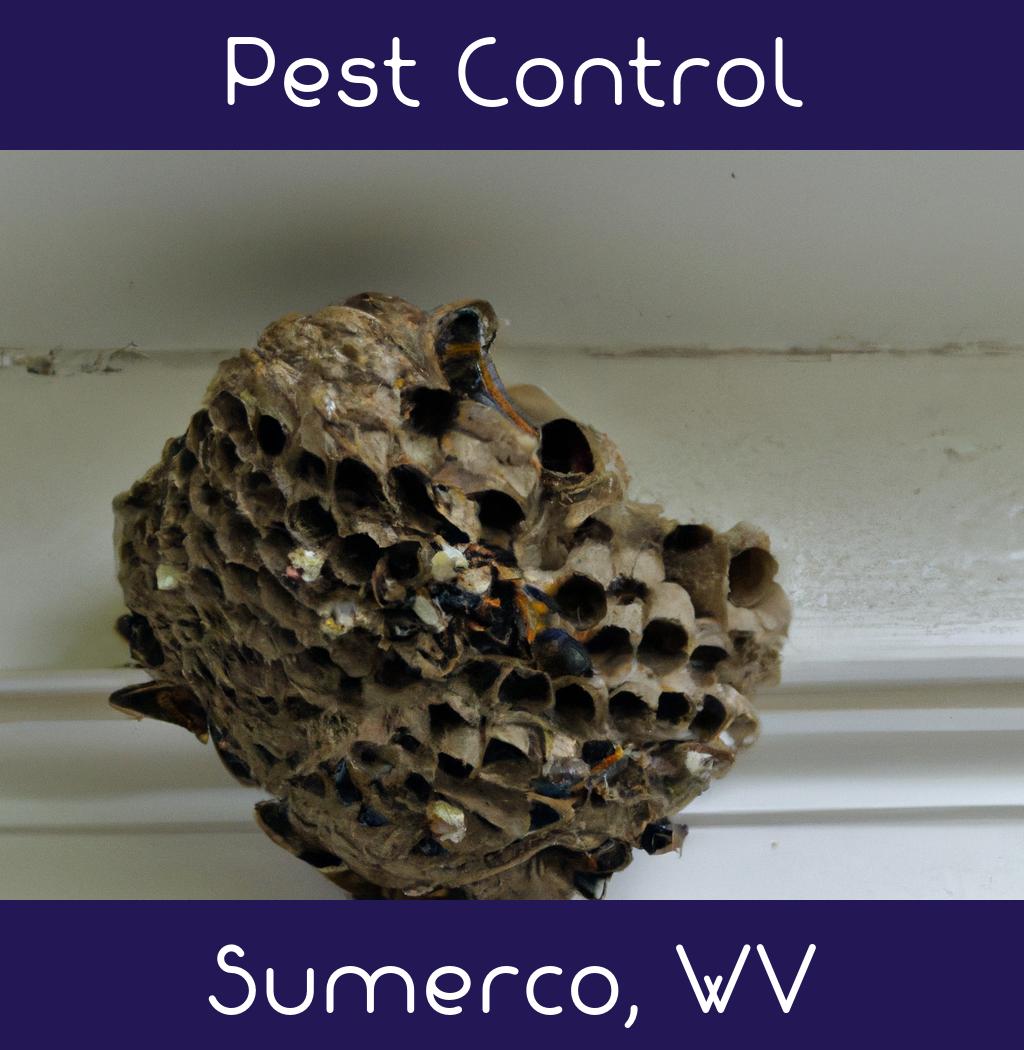 pest control in Sumerco West Virginia
