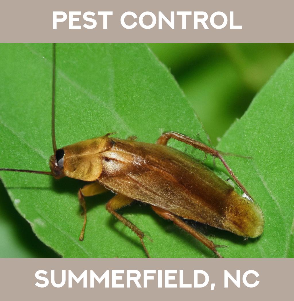 pest control in Summerfield North Carolina
