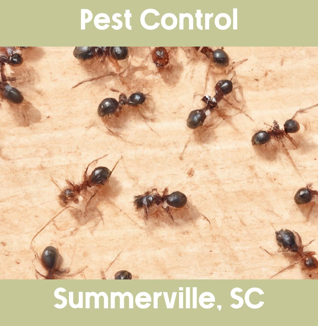 pest control in Summerville South Carolina