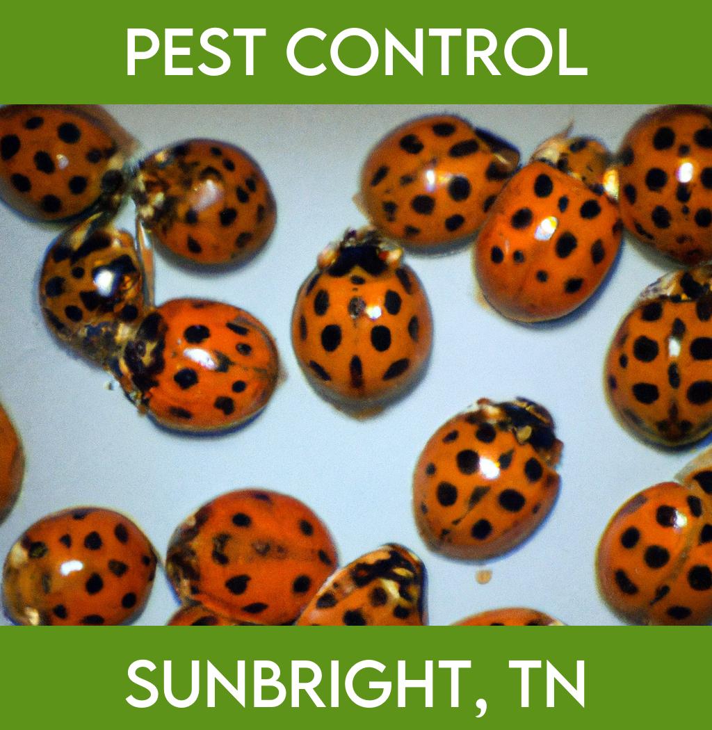 pest control in Sunbright Tennessee