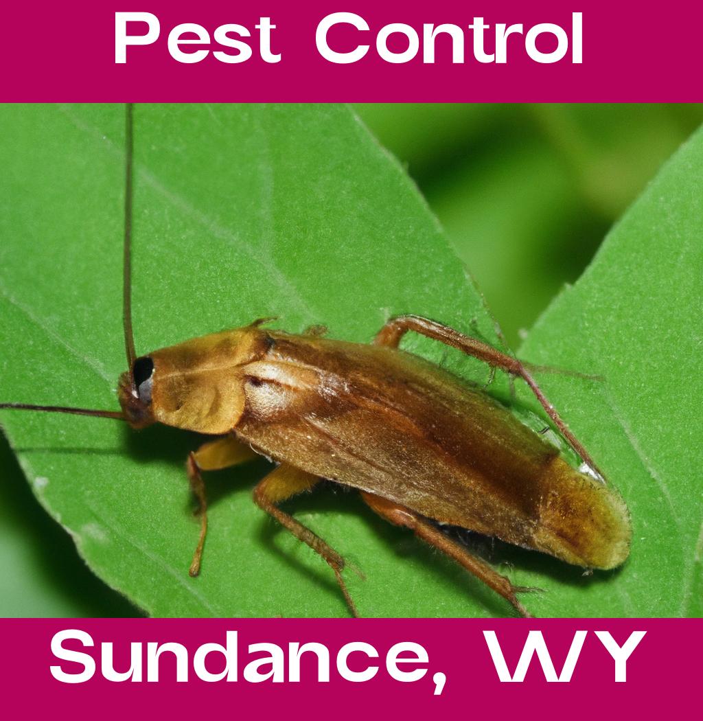 pest control in Sundance Wyoming