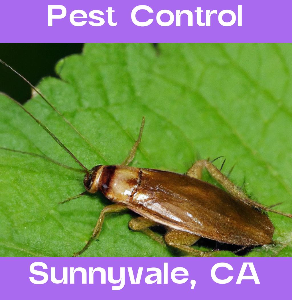 pest control in Sunnyvale California