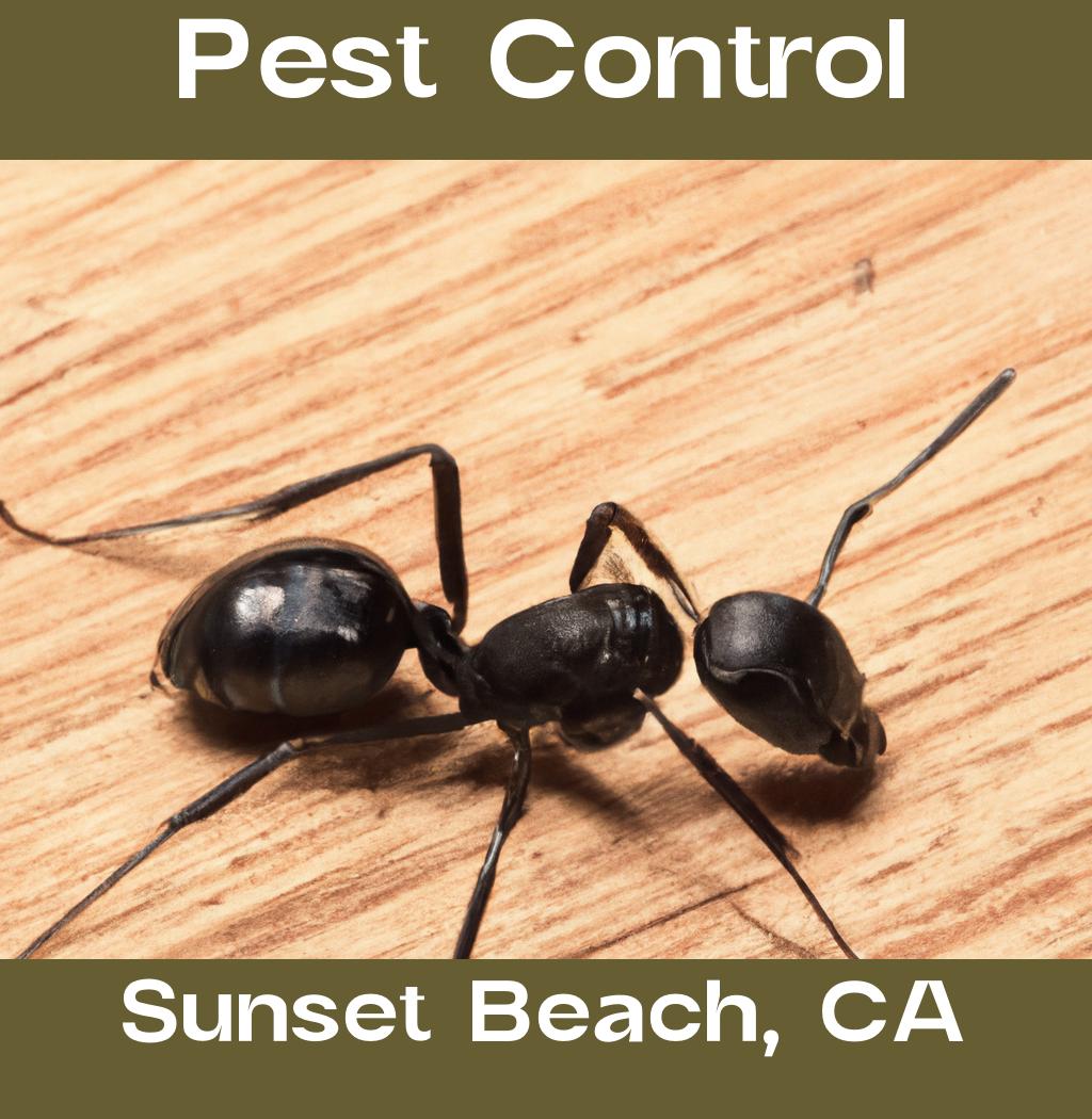 pest control in Sunset Beach California