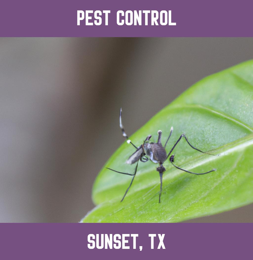 pest control in Sunset Texas