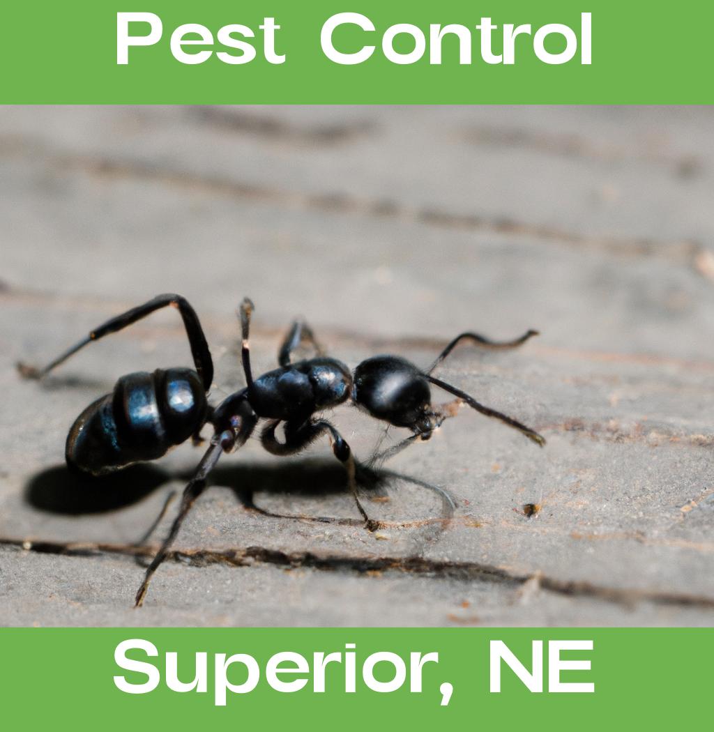 pest control in Superior Nebraska