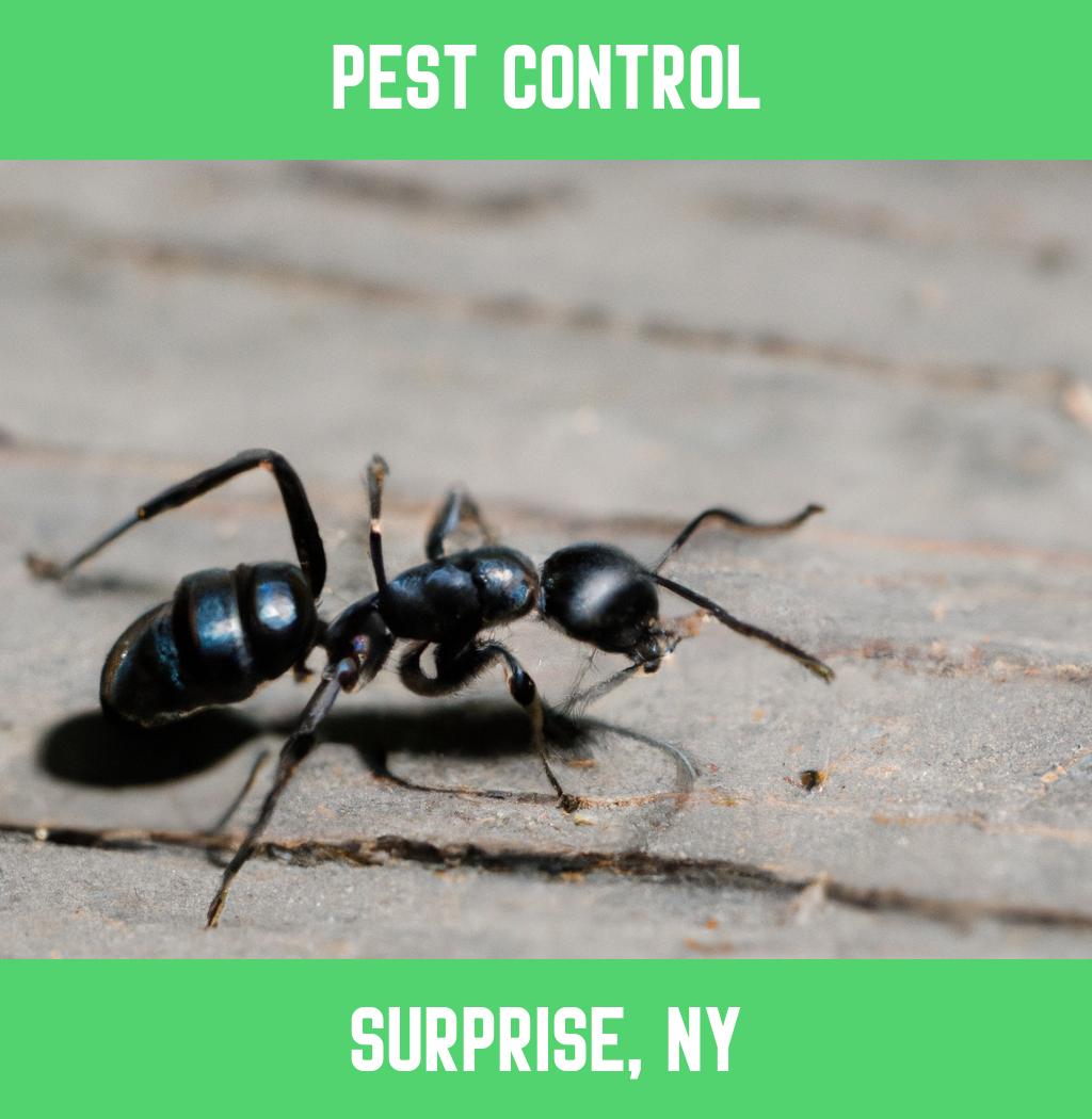 pest control in Surprise New York