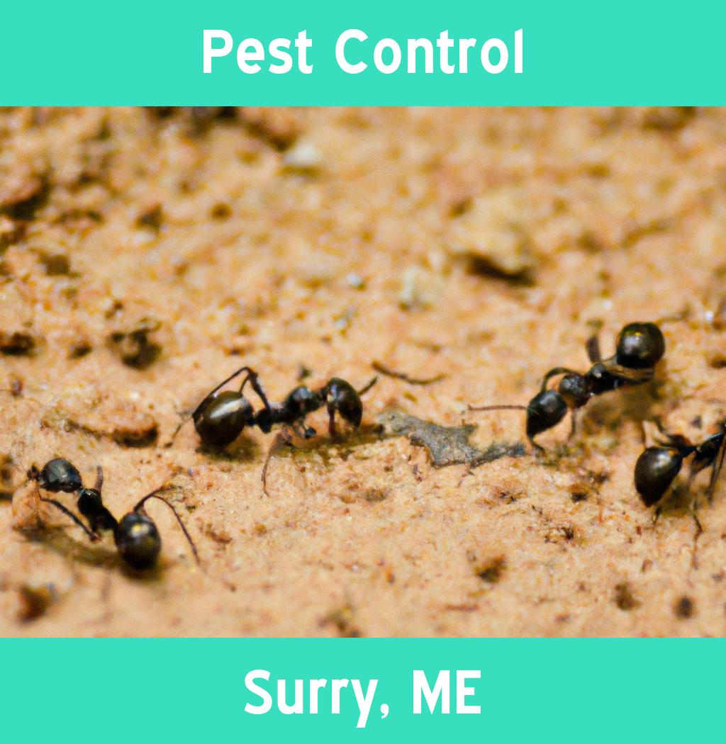 pest control in Surry Maine