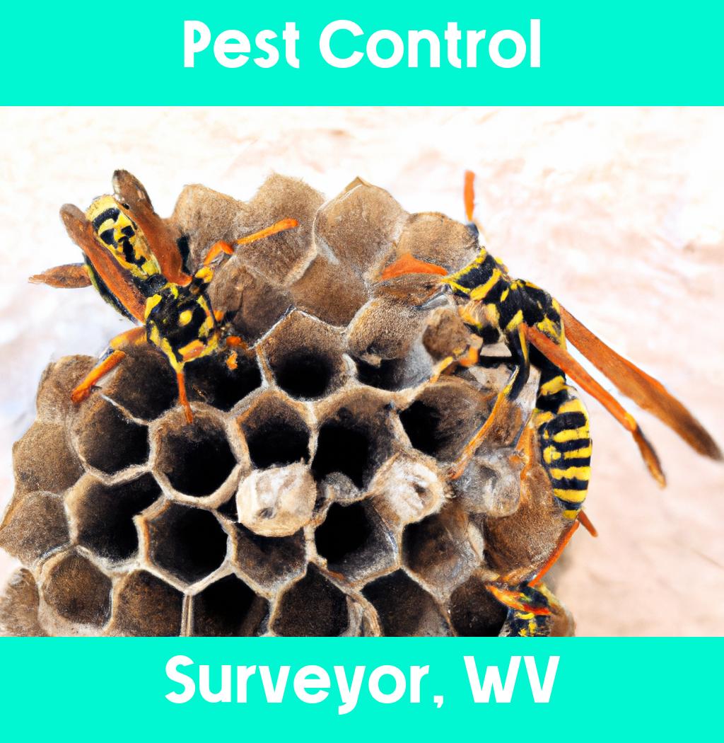 pest control in Surveyor West Virginia