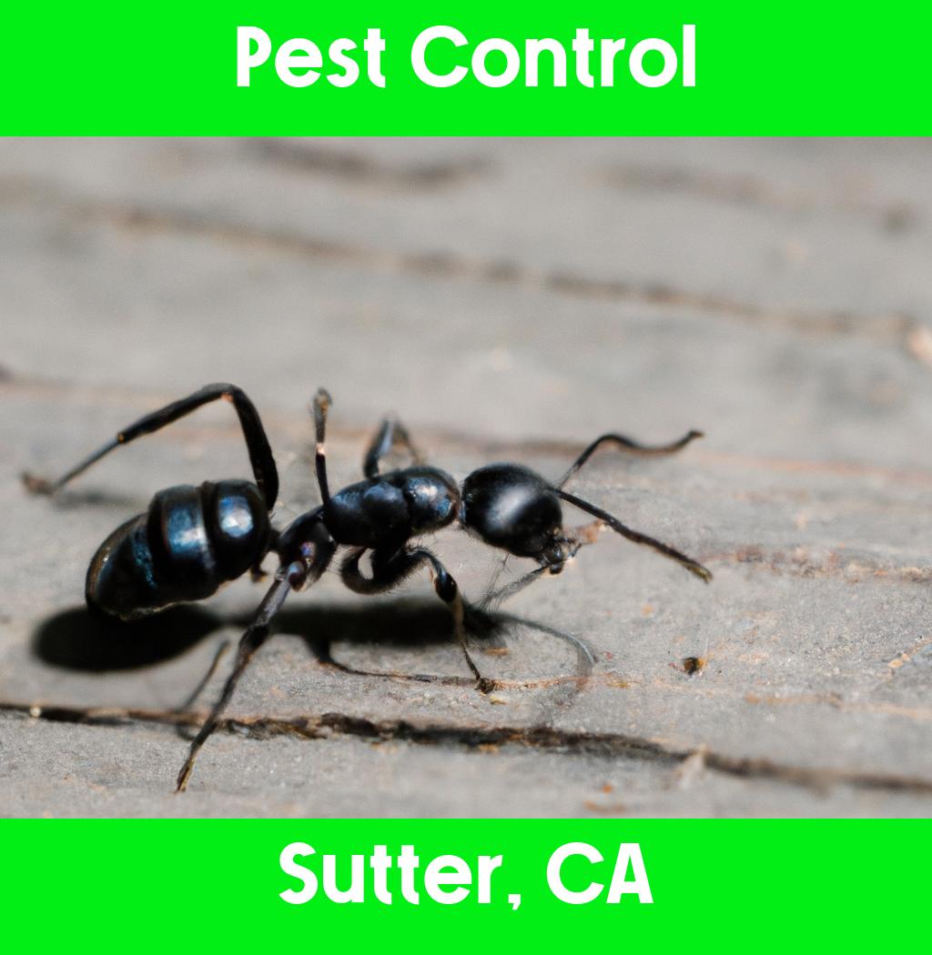 pest control in Sutter California