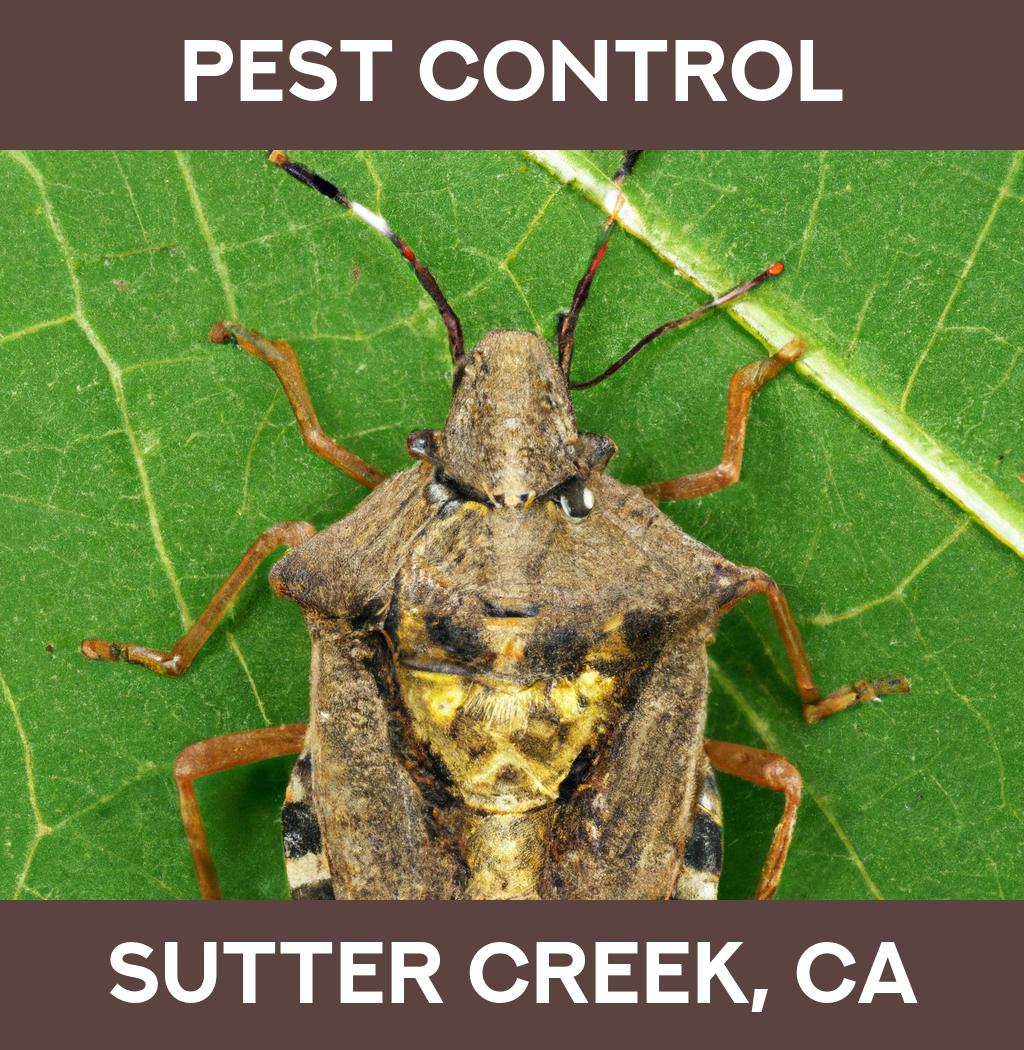 pest control in Sutter Creek California
