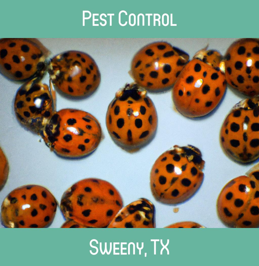 pest control in Sweeny Texas