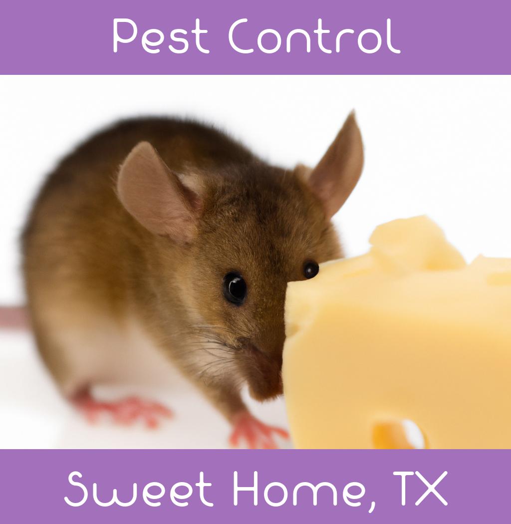 pest control in Sweet Home Texas