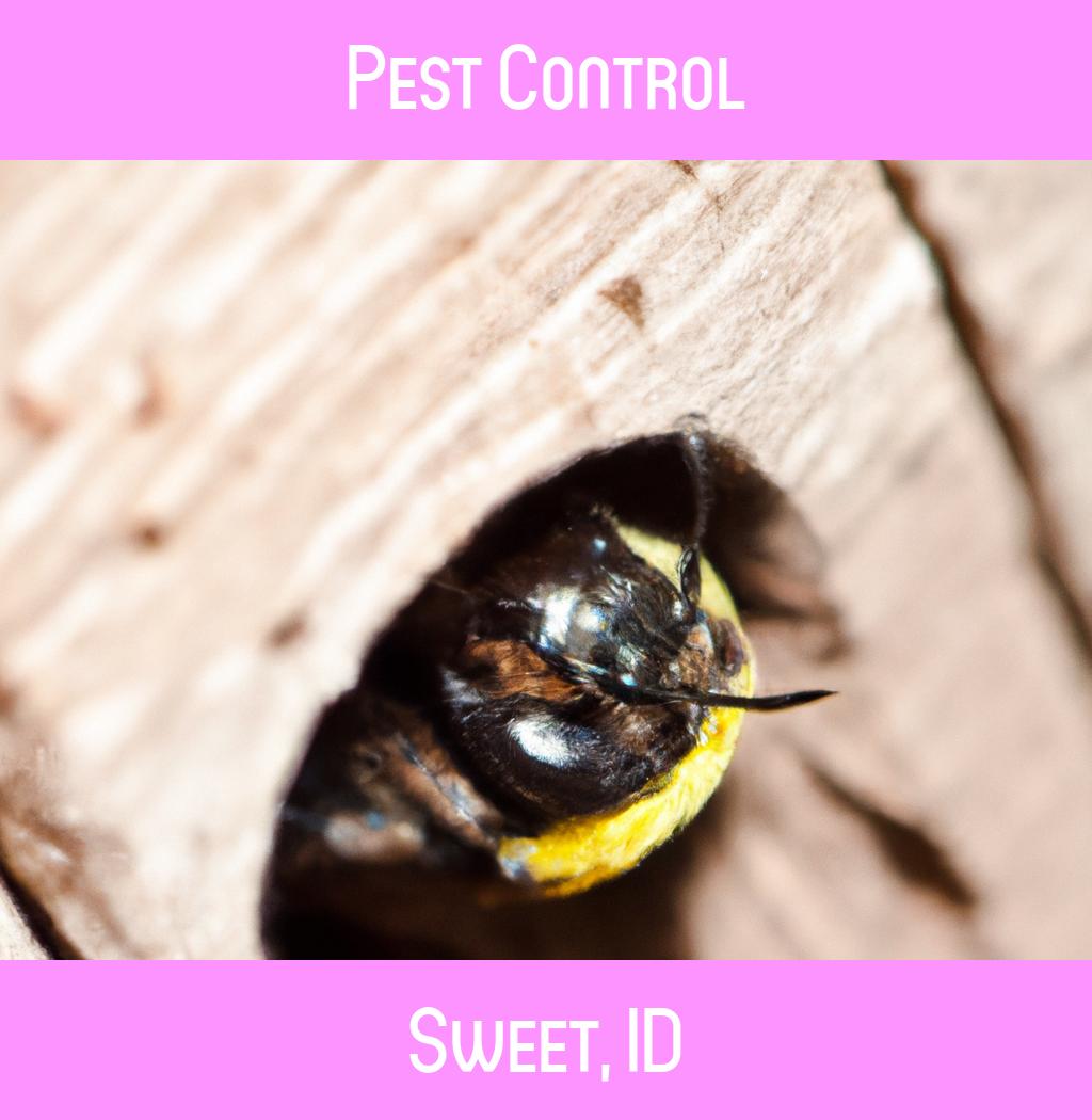 pest control in Sweet Idaho