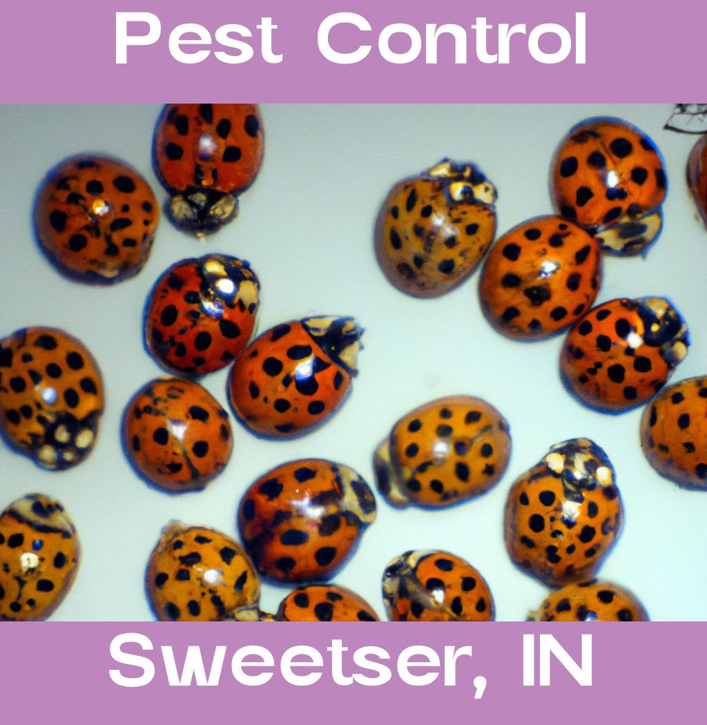 pest control in Sweetser Indiana
