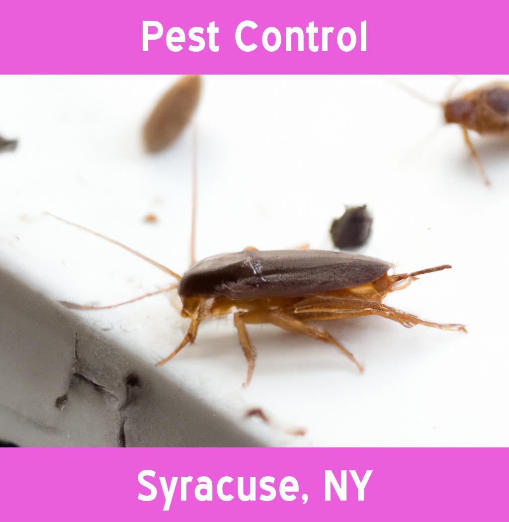 pest control in Syracuse New York