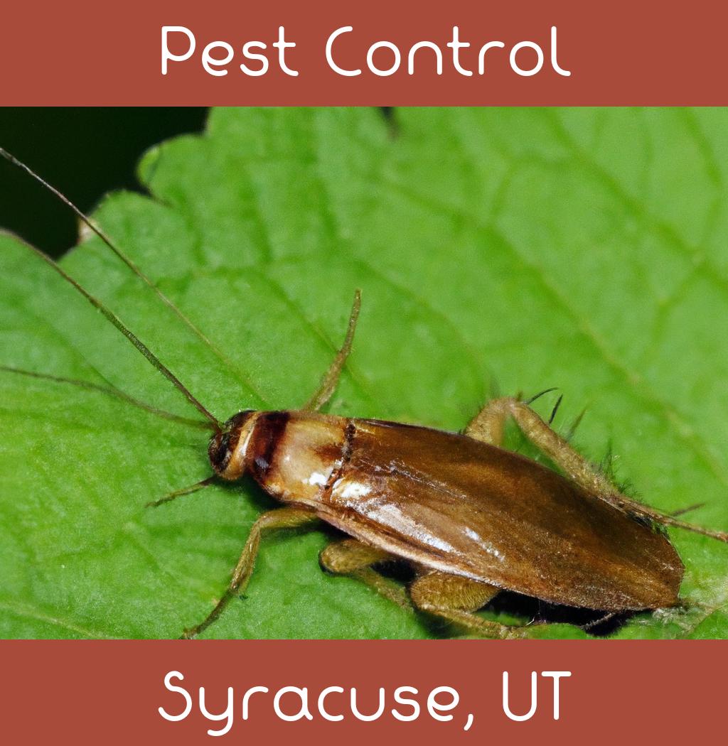 pest control in Syracuse Utah