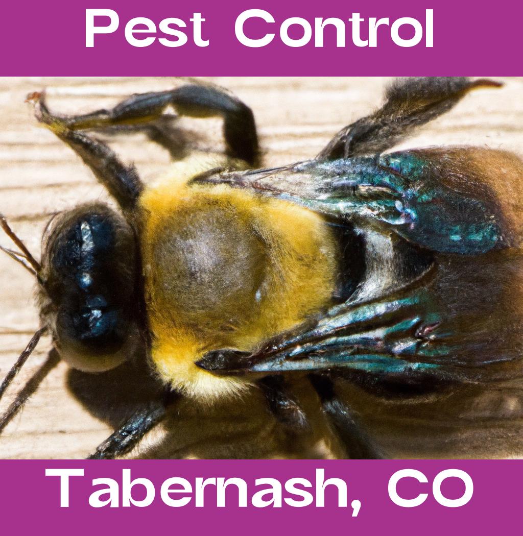 pest control in Tabernash Colorado