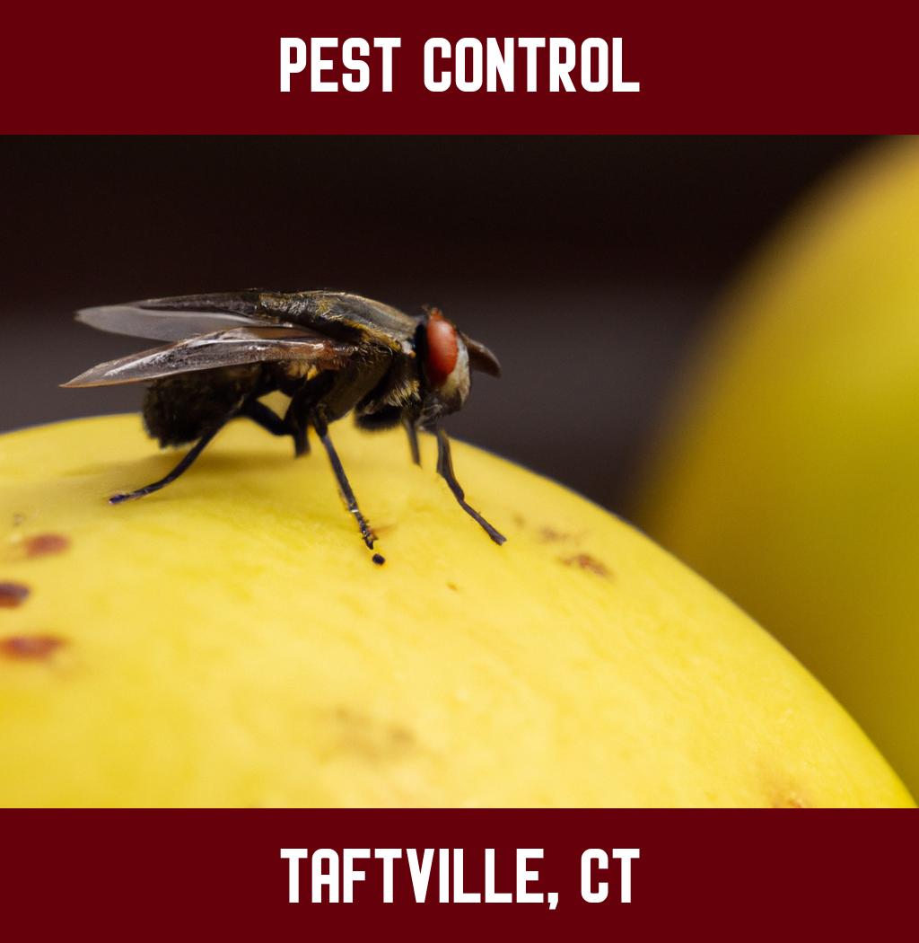 pest control in Taftville Connecticut