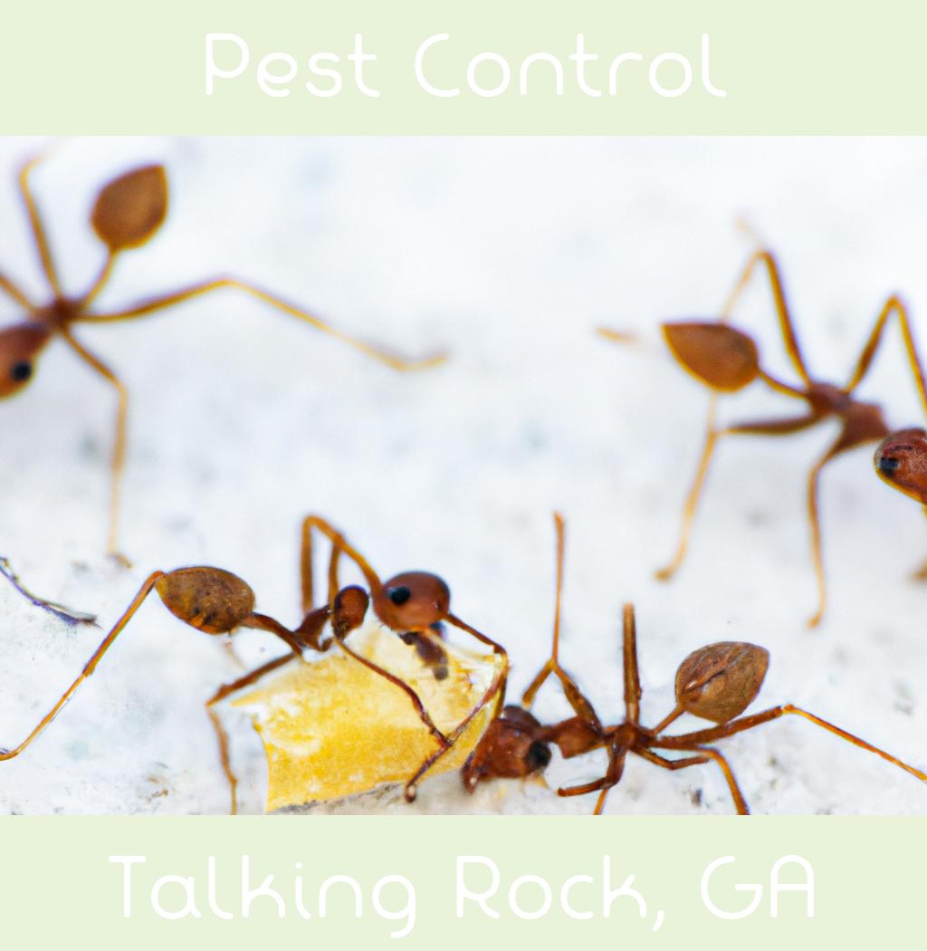 pest control in Talking Rock Georgia