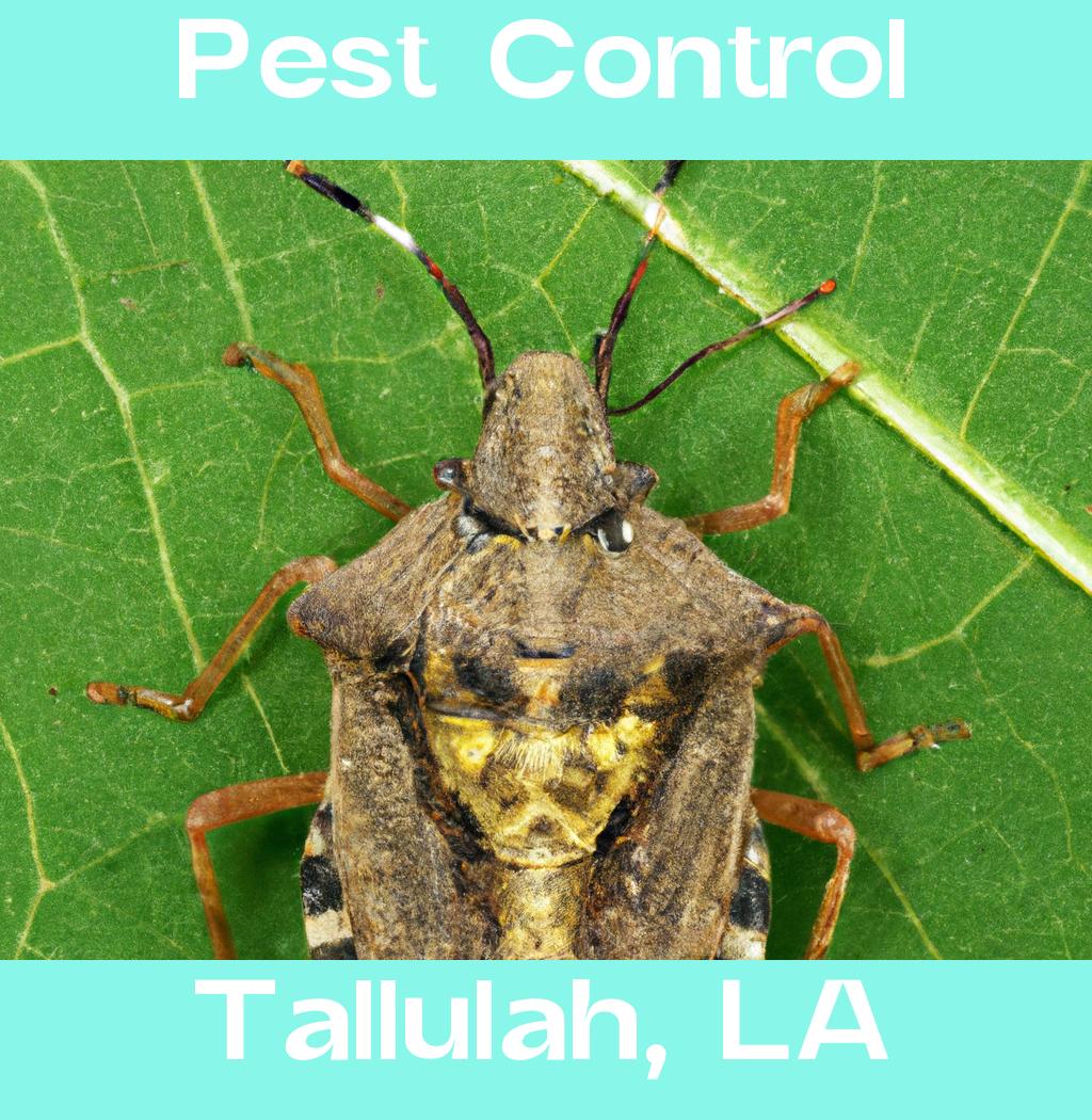 pest control in Tallulah Louisiana