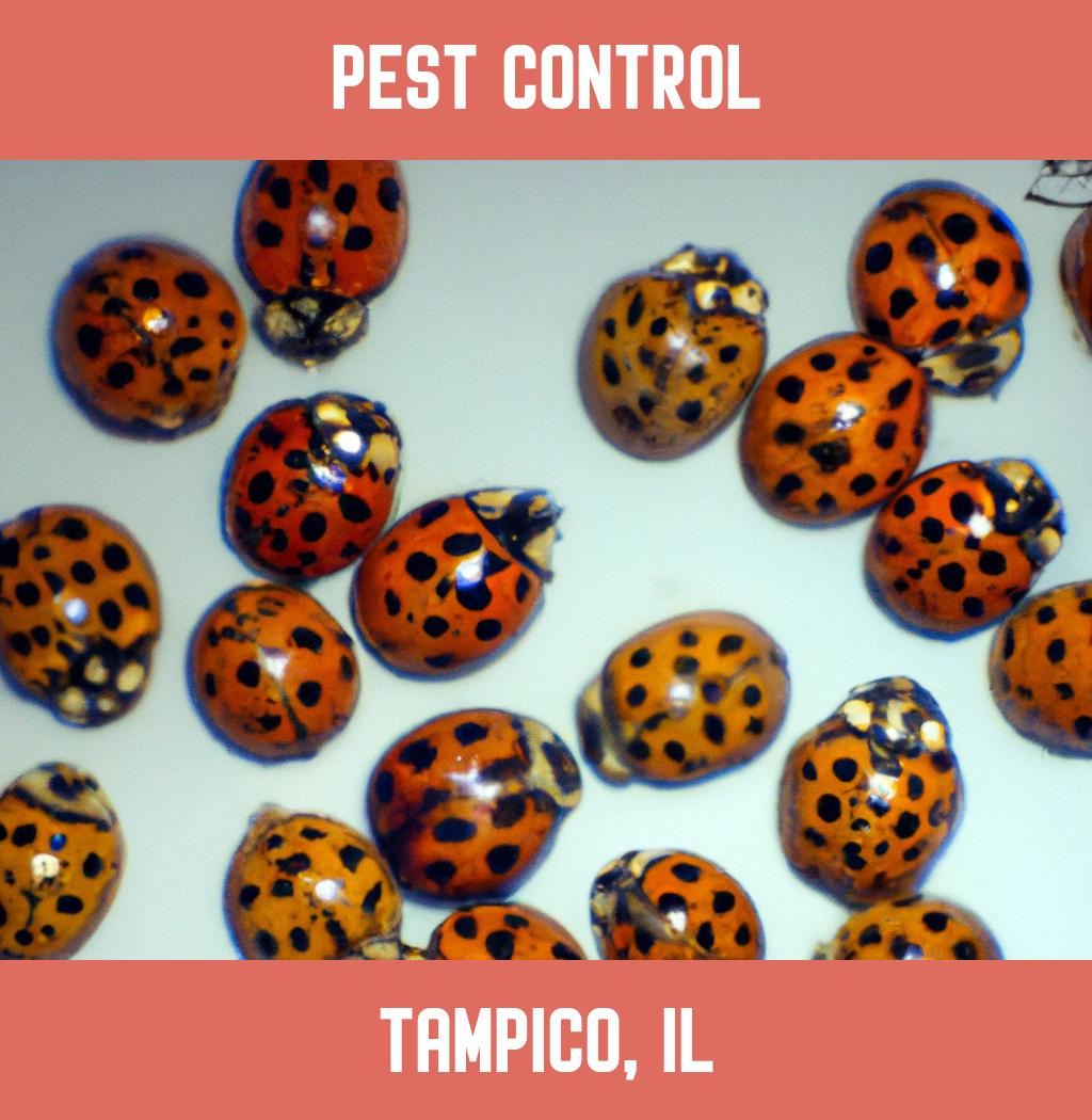 pest control in Tampico Illinois