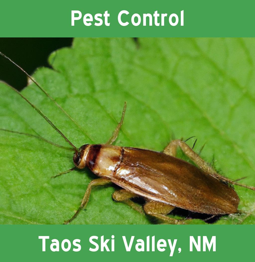 pest control in Taos Ski Valley New Mexico