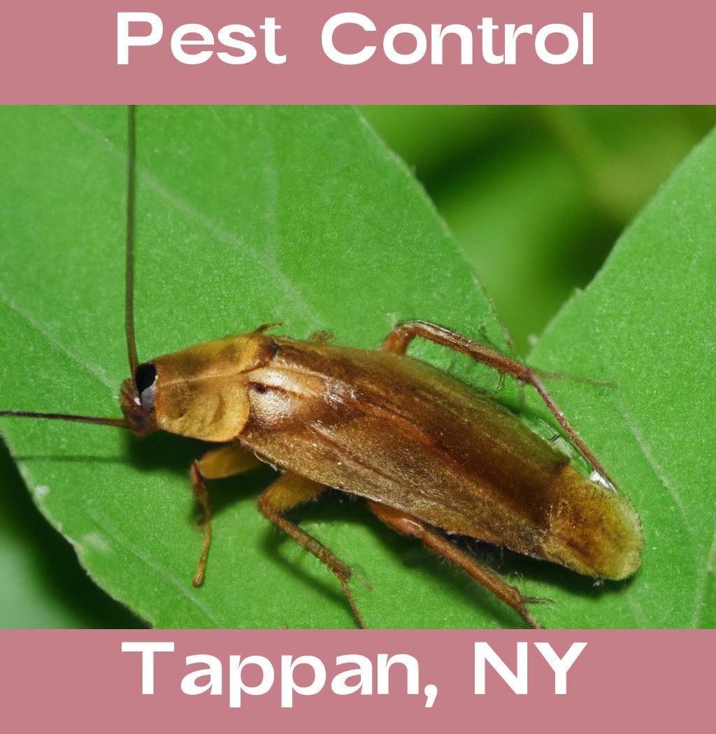 pest control in Tappan New York