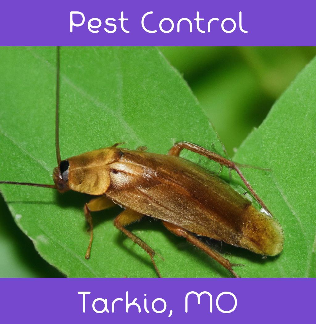 pest control in Tarkio Missouri