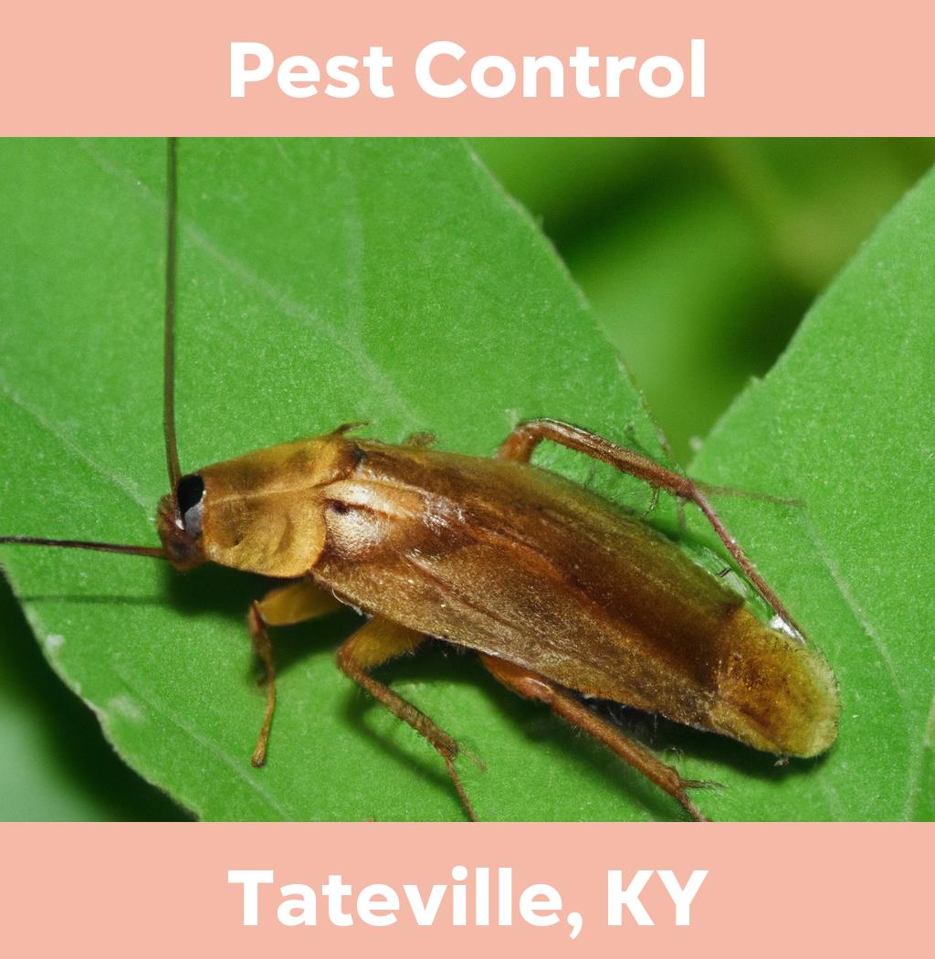 pest control in Tateville Kentucky
