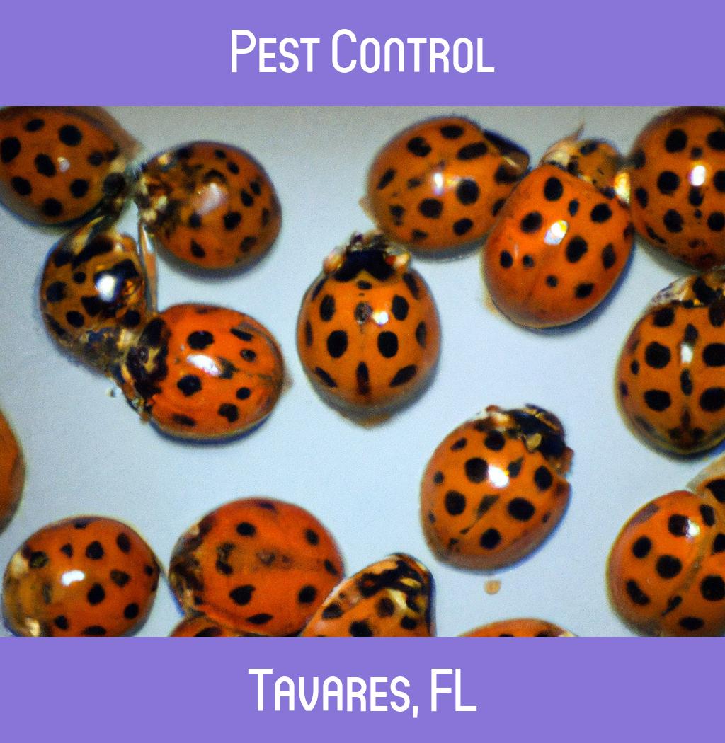 pest control in Tavares Florida