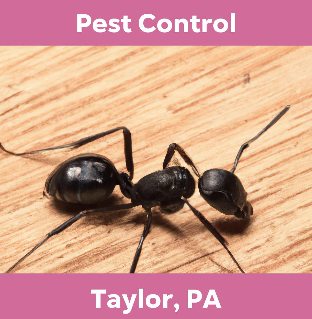 pest control in Taylor Pennsylvania
