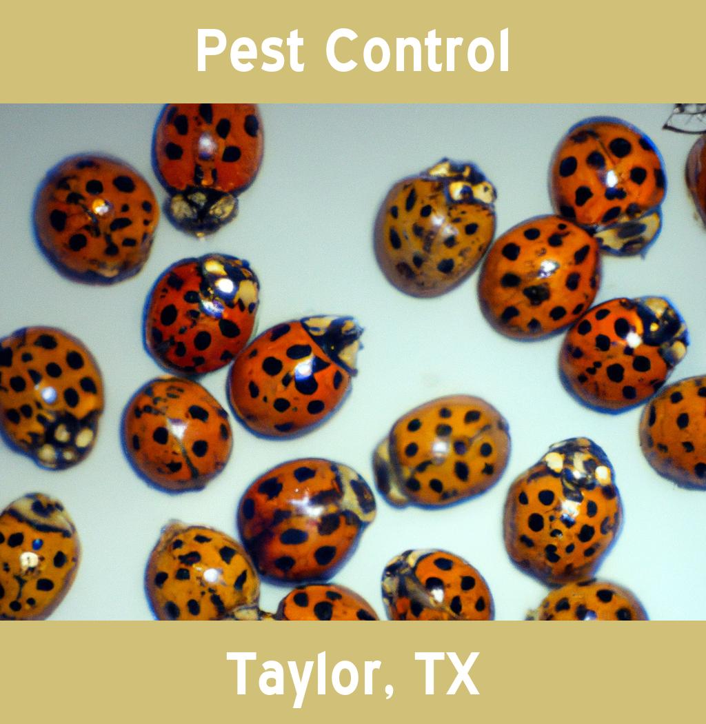 pest control in Taylor Texas