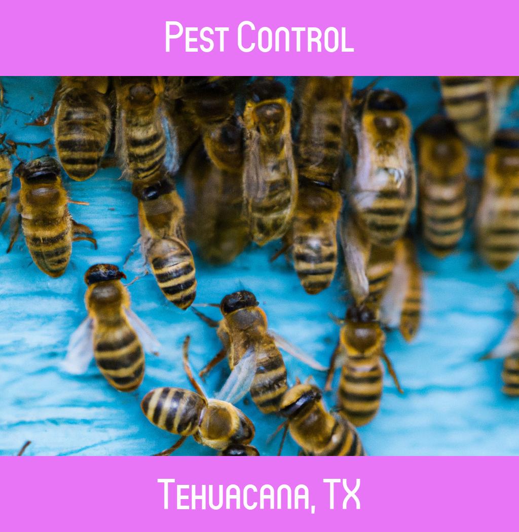 pest control in Tehuacana Texas