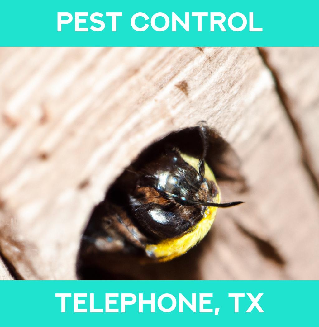 pest control in Telephone Texas